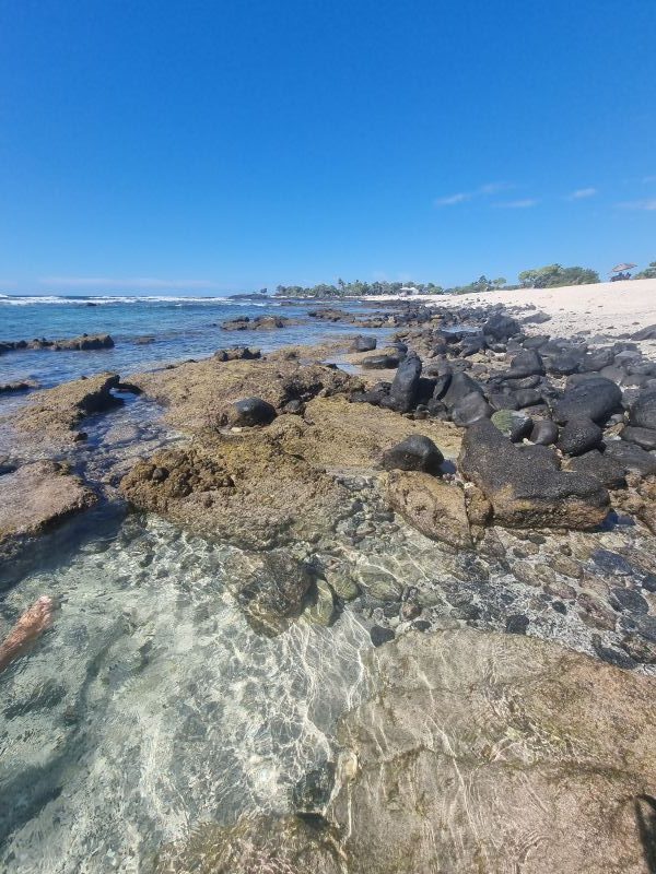 pine trees beach big island